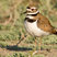Killdeer